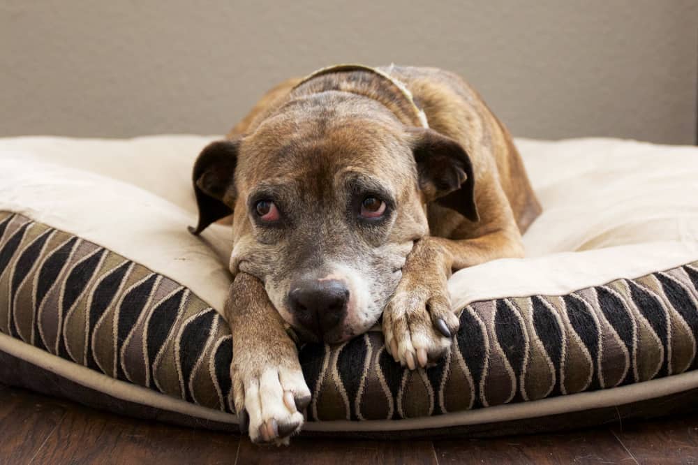 Arthrose beim Hund - 5 Hausmittel zur Unterstützung