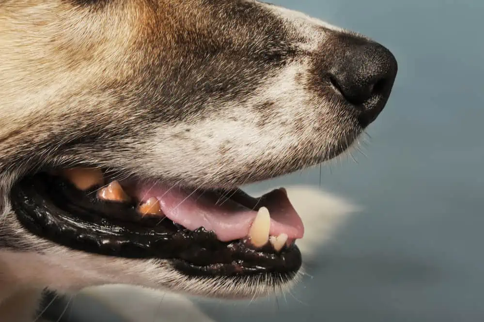 Hund schnauft durch die Nase - mögliche Ursachen