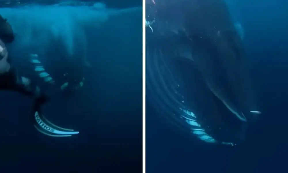 Diese 2 Taucher blicken dem Tod in die Augen - Unglaubliche Begegnung auf dem offenen Meer