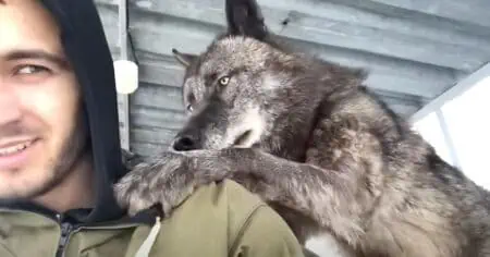 Diese Geschichte hält das Internet in Atem Mann lebt mit größtem Wolf der Welt (mit Video)