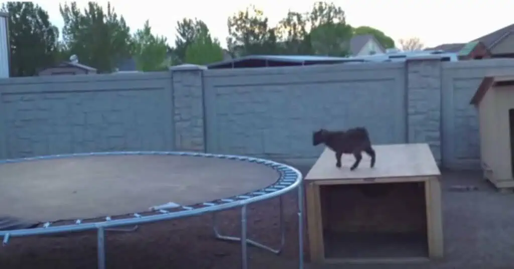 Dieses Video verzaubert das ganze Internet So süß springt ein Ziegen-Baby Trampolin