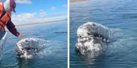 Ein Wal mit einer ungewöhnlichen Bitte - Was der Kapitän dann für ihn tut, ist unglaublich
