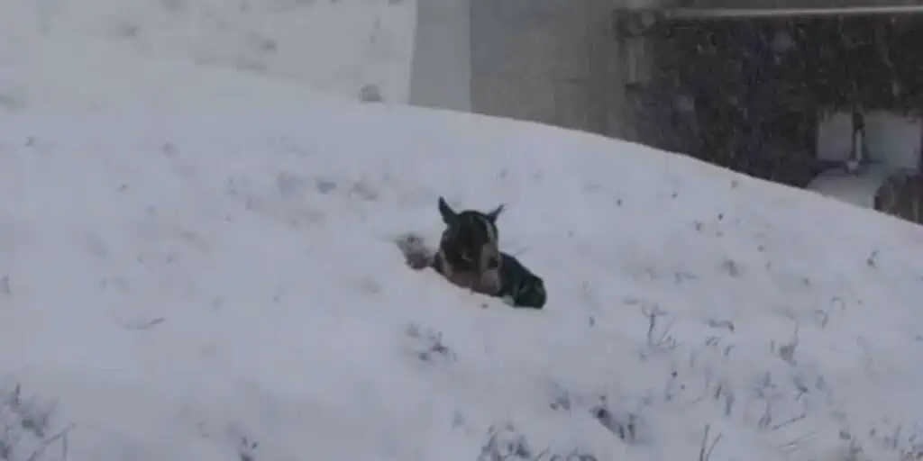 Einsam und verlassen im Schneesturm wie ein Welpe verzweifelt auf Rettung hofft ist herzzerreißend