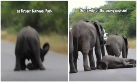 Elefanten-Baby bricht auf der Straße zusammen - Die Reaktion seiner Herde ist herzergreifend