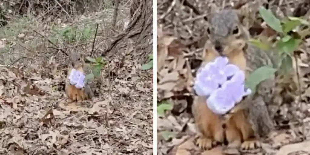 Entzückendes Video Eichhörnchen macht unerwarteten Fund und verzaubert das Internet