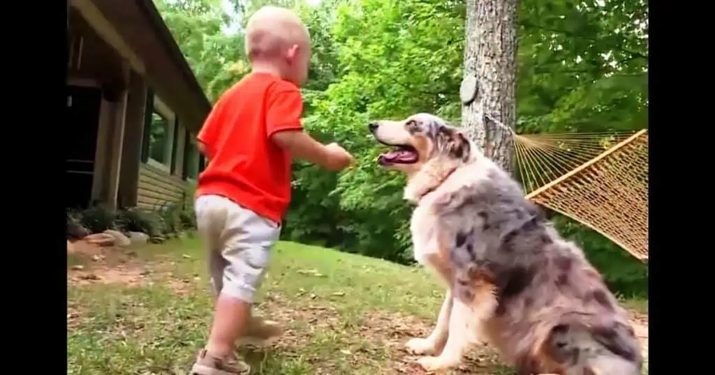 Familienhund greift grundlos Baby an - Als die Eltern sehen, warum, bleibt ihnen das Herz stehen