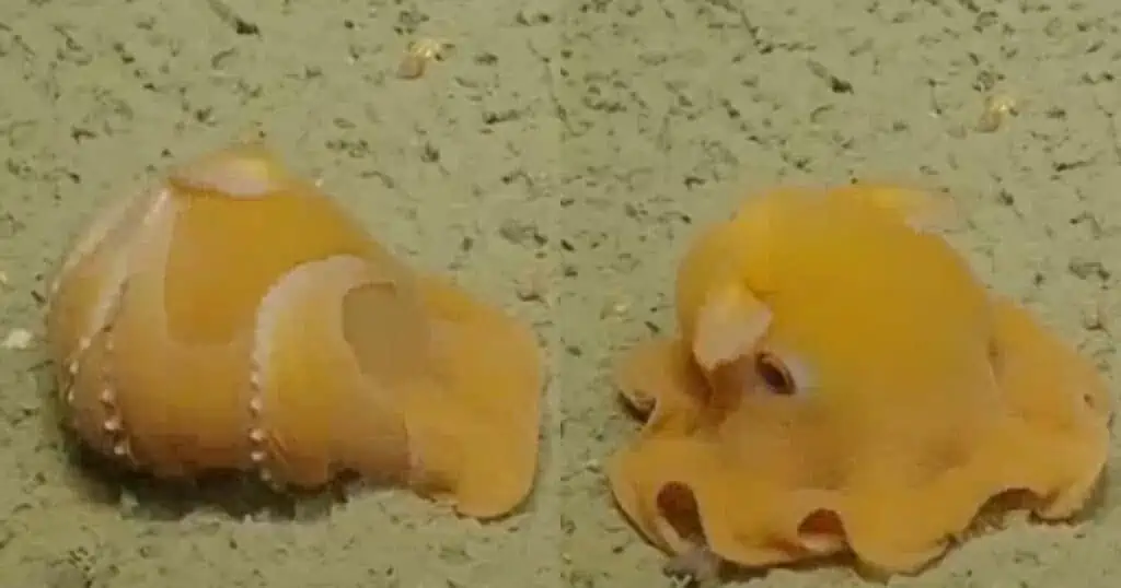 Faszinierendes Video geht um die Welt - Versteckt sich dieser Oktopus vor der Kamera