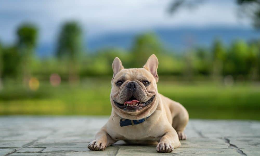 Französische Bulldoge Wesen und Temperament 