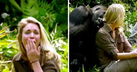 Frau kommt Gorilla trotz Warnung zu nah - Was dann passiert, schockiert alle