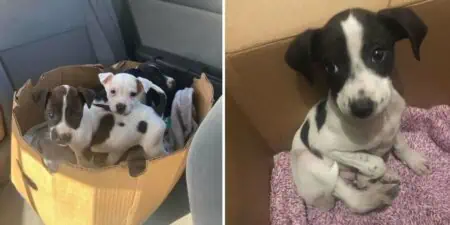 Frau rettet in Kiste ausgesetzten Hund -Was sie dann noch im Karton entdeckt, macht sie sprachlos