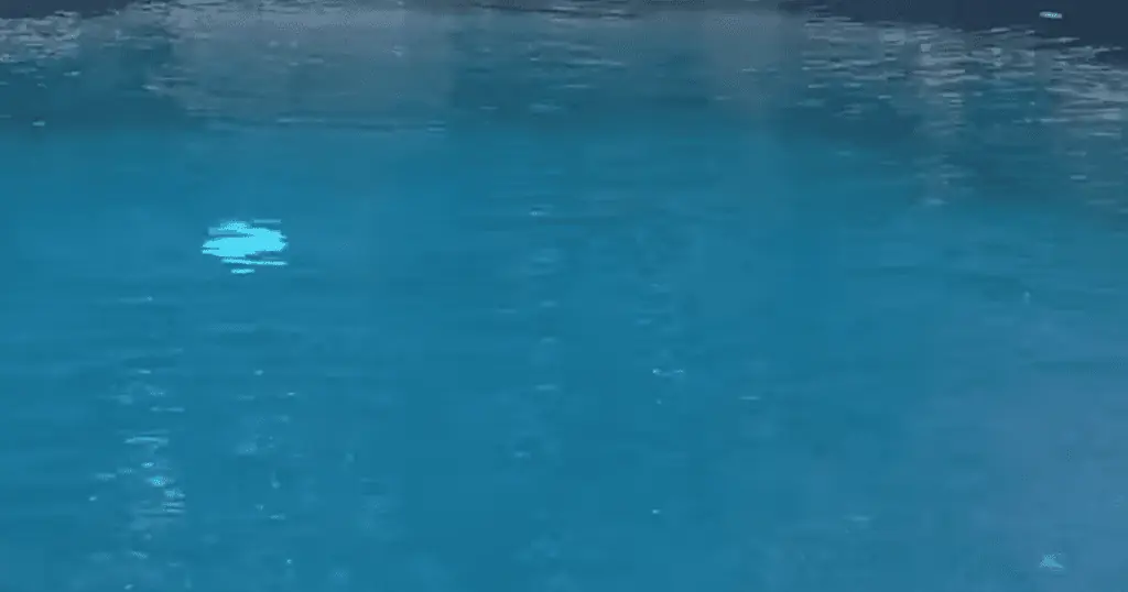 Frau sieht unbekanntes Tier in ihrem Pool - Was ihre Kamera zeigt, verschlägt ihr die Sprache