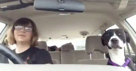 Frau und Hund fahren Auto - Was passiert, als sie Michael Jackson anmacht, ist einfach zum Totlachen