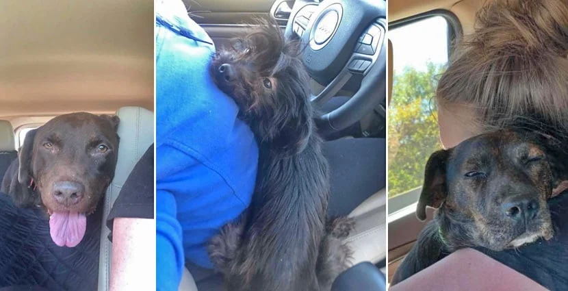 Frau will Tierheim-Hund vor dem Einschläfern retten - doch damit hätte niemand gerechnet