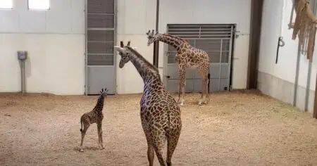 Giraffen-Bulle sieht sein Baby zum ersten Mal - seine Reaktion erwärmt jedes Herz