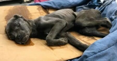 Grausam zugerichtet Tierheim dachte, dieser Hund würde sterben - Seine Verwandlung rührt zu Tränen