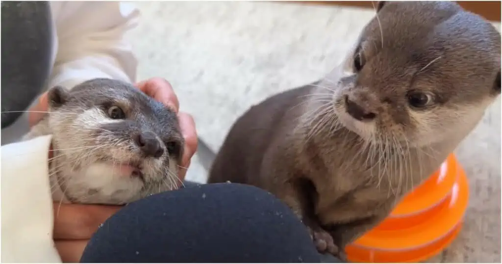 Haustier-Otter hören ihre Stimmen das erste Mal über ein Mikrofon - ihre Reaktion ist zuckersüß