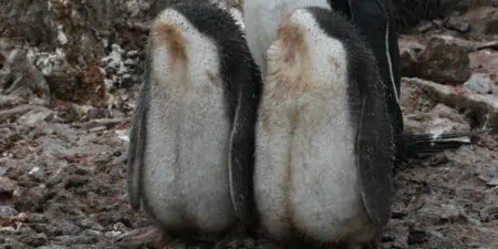 Heftig Fotograf entdeckt zwei kopflose Pinguin-Babys - im nächsten Moment muss er laut lachen