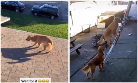 Herrchen arbeitet auf dem Dach Unglaublich was sein Hund tut, um zu ihm zu gelangen