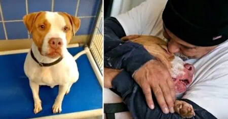 Herzzerreißender Abschied Mann wird von Vermieter gezwungen, seinen Hund im Tierheim abzugeben