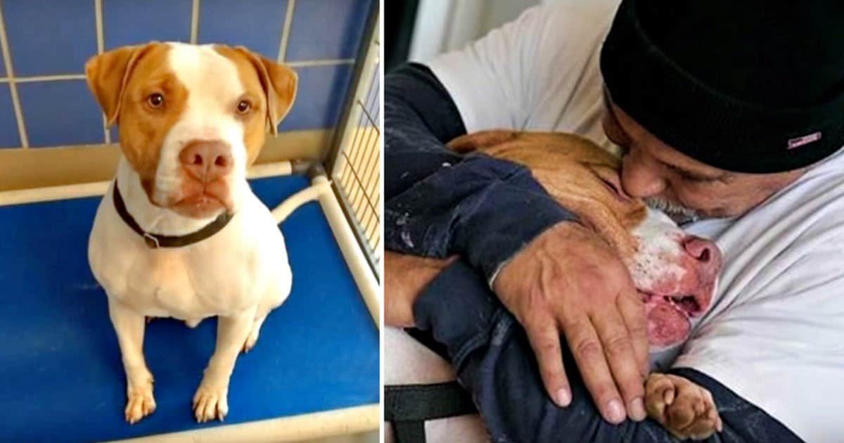 hund umständehalber abzugeben baden württemberg