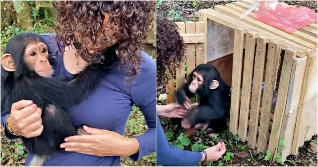 Herzzerreißendes Schicksal Schimpansen-Baby musste mit ansehen, wie seine Mama erschossen wird