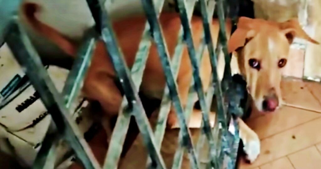 Hündin im Eisen-Gitter gefangen - was nach der Befreiung auf sie wartet, bricht allen das Herz