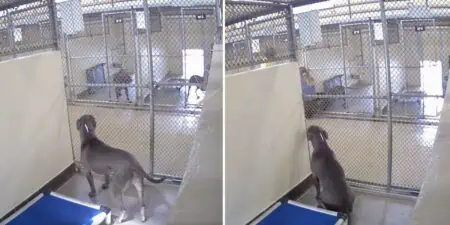 Hündin wird von allen im Tierheim übersehen - Bis ein herzzerreißendes Video alles verändert