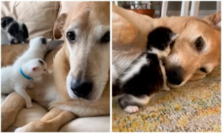Hund adoptiert blinde Baby-Katzen – Sein liebevoller Umgang mit ihnen ist einfach rührend