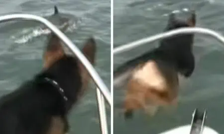 Hund auf Boot beobachtet Delfine im Meer - Was er dann tut, lässt die Lachtränen rollen