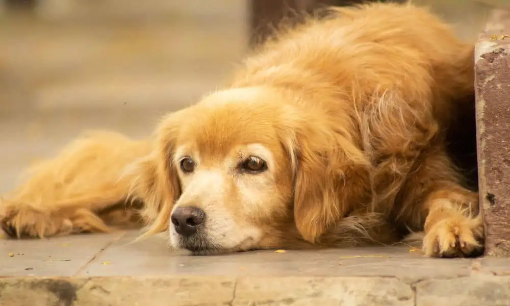 Hund bösartiger tumor im maul lebenserwartung