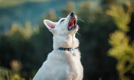 Hund niest oft