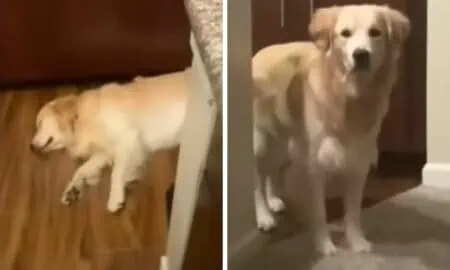 Hund schläft wie ein Stein - Doch bei welchem Geräusch er plötzlich hochschreckt, ist zum Totlachen