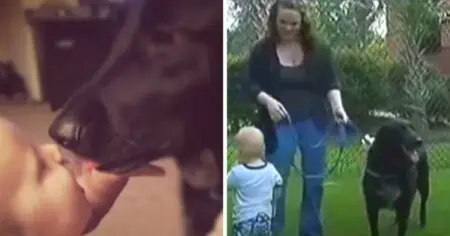 Hund wird plötzlich aggressiv gegenüber Babysitterin Familie versteckt Kamera und ist fassungslos