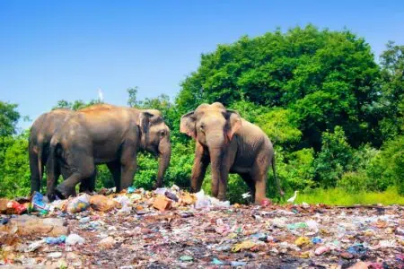 Immer mehr Todesfälle von Elefanten in Sri Lanka - Regierung ergreift drastische Maßnahmen