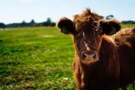 In Zukunft mehr Tierwohl bei Billig-Discountern So wichtig ist ALDI und Co. die Haltungsstufe