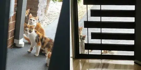 Katzen riechen Essen in ihrer Nachbarschaft - Was sie dann machen, verschlägt dem Koch die Sprache