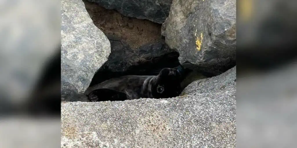 “Keine normale Rettungsaktion” - was Tierretter in einem Felsspalt finden, ist einfach unglaublich
