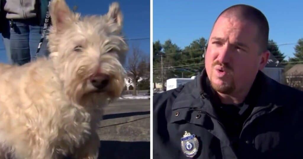 Kleiner Hund ruft Polizei um Hilfe Wem er damit helfen will, geht direkt ins Herz
