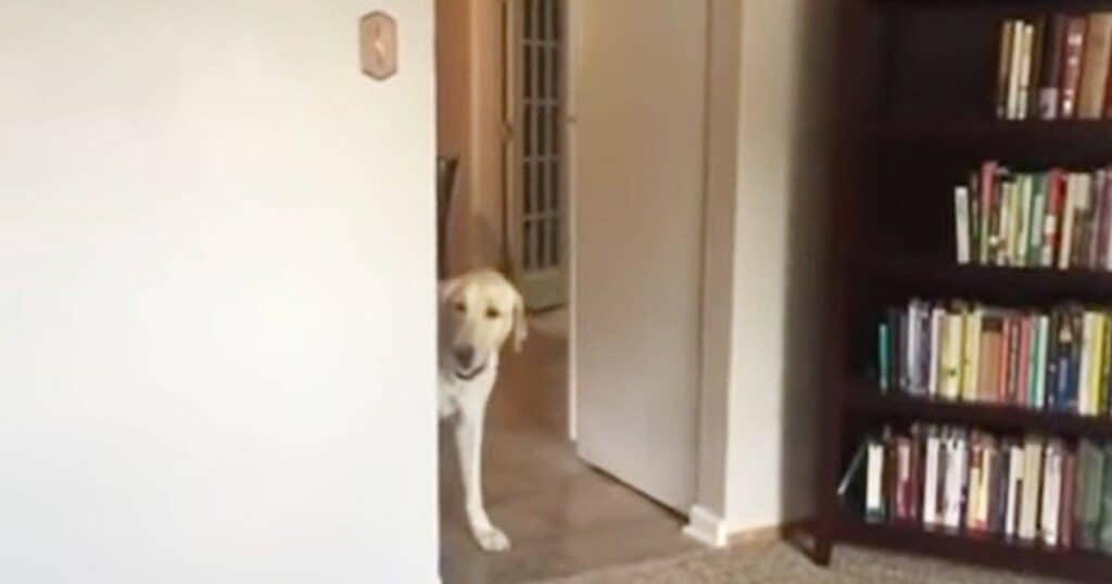 Labrador hat Angst vor Teppich - was er dann tut, zaubert allen ein Lachen ins Gesicht
