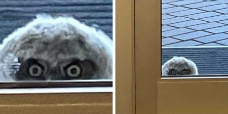 Lehrer fühlt sich beobachtet Als er durchs Fenster blickt, kann er nicht fassen, was ihn anstarrt