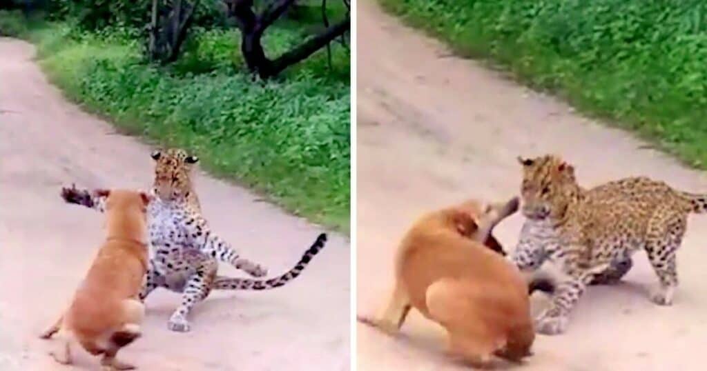 Leopard schleicht sich an Hund heran - Wie der Hund ihn dann in die Flucht schlägt, ist unglaublich