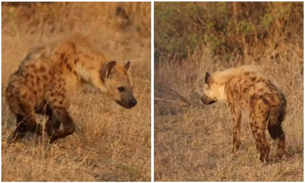 Lustiges Video Alle glauben, diese Hyäne ist gelähmt - doch damit hätte niemand gerechnet!
