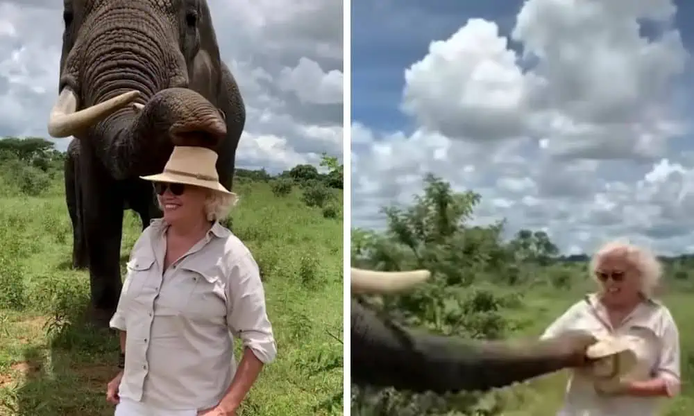 Lustiges Video Welchen Trick dieser Elefant bei einer Frau vorführt, fasziniert alle Tierfans