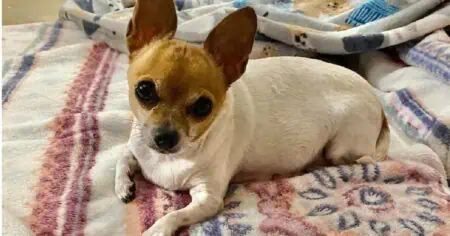 Macht fassungslos Besitzer ließen kranken Chihuahua einfach zurück, als sie umzogen