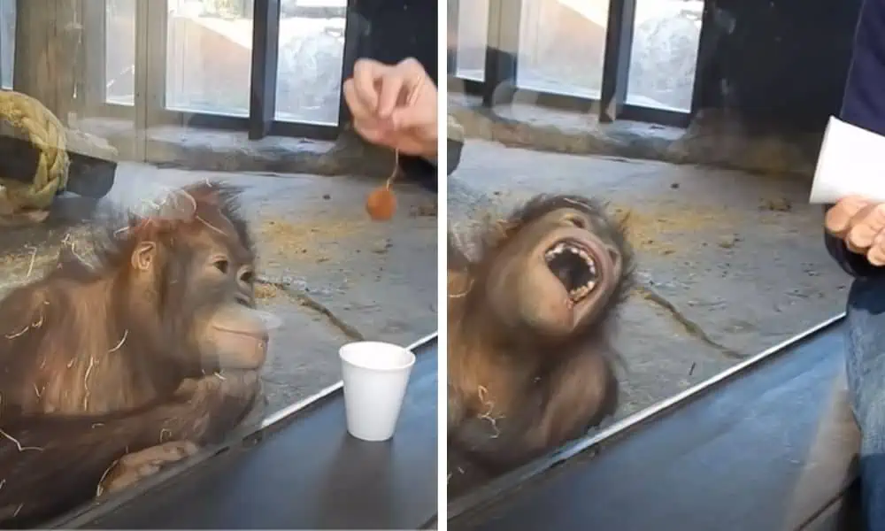 Mann führt Affe Zaubertrick vor - Seine unglaubliche Reaktion bringt das ganze Internet zum Lachen