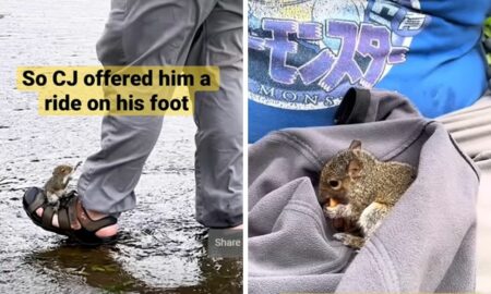 Mann rettet Baby-Eichhörnchen aus einer Pfütze Die Reaktion des Tieres lässt Herzen schmelzen