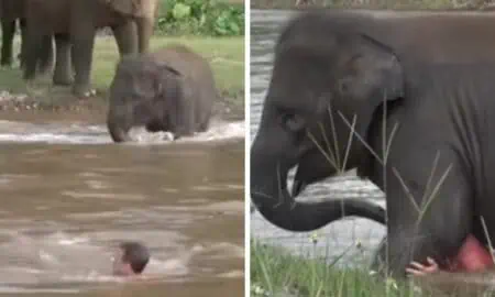 Mann treibt hilflos im Wasser - Was ein Elefant dann tut, lässt Herzen höher schlagen