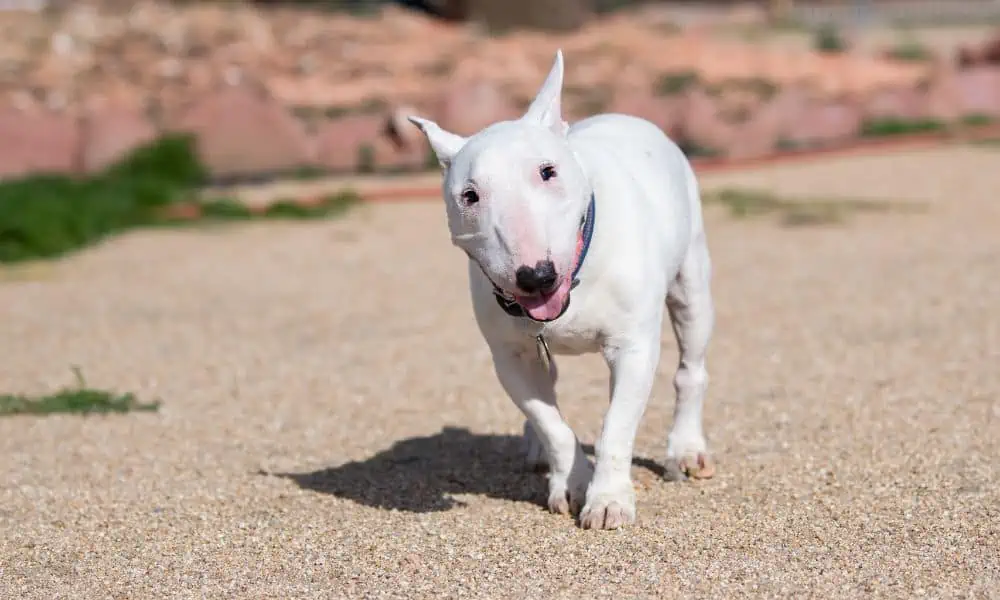 Miniature Bull Terrier im Porträt