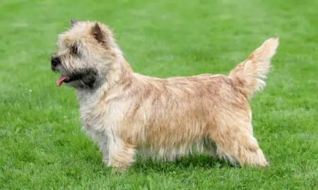 Norwich Terrier im Porträt