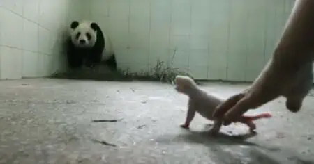Pandabärin glaubt, ihr Baby für immer verloren zu haben - Was dann passiert, geht unter die Haut